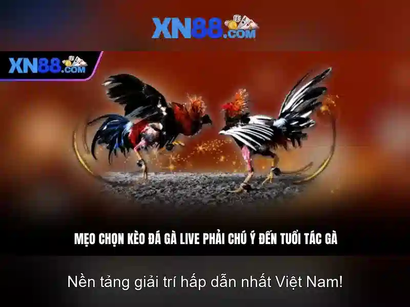 Game Casino XN88 – Trải Nghiệm Đỉnh Cao